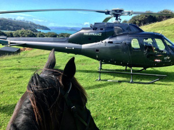 Heletranz helicopter and horse head at Waiheke Horse Tours