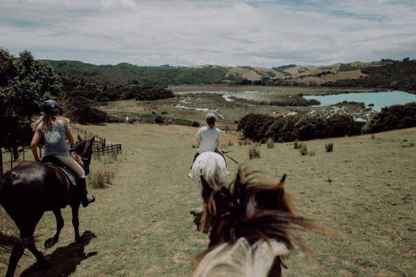 Horse Riders Eye View of the Mangroves